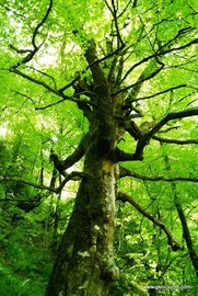Ley 21/2013, de 9 de diciembre, de evaluación ambiental